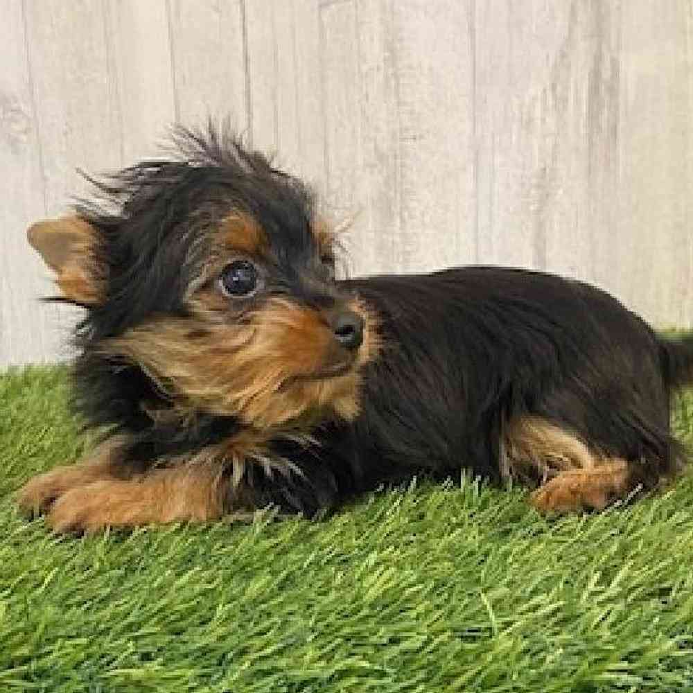 Male Yorkshire Terrier Puppy for sale