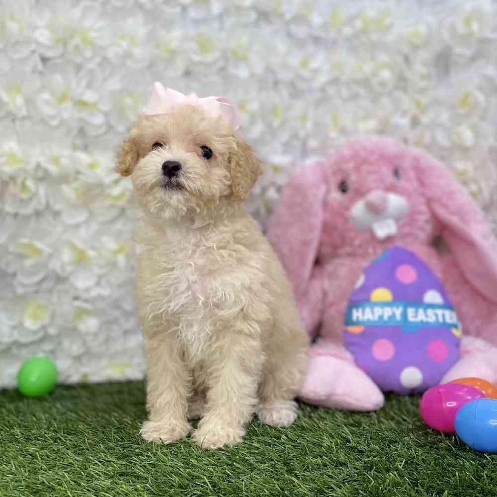 Female Poodle Toy Puppy for Sale in Braintree, MA