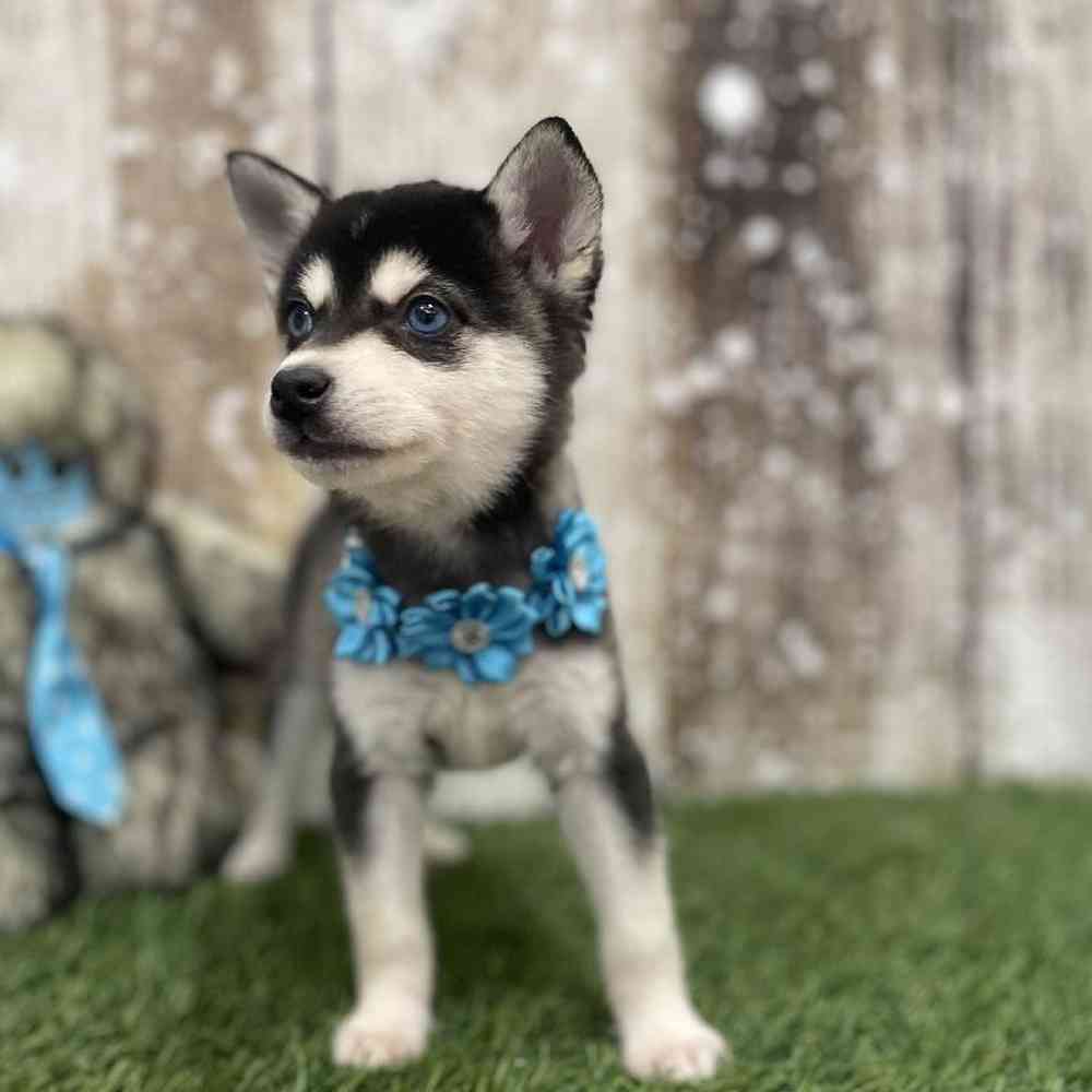 Female Alaskan Klee Kai Puppy for Sale in Braintree, MA