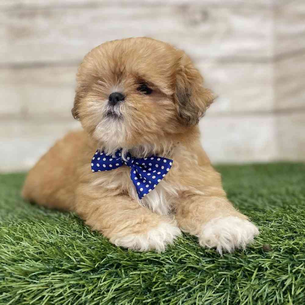 Male Shih Tzu Puppy for Sale in Braintree, MA