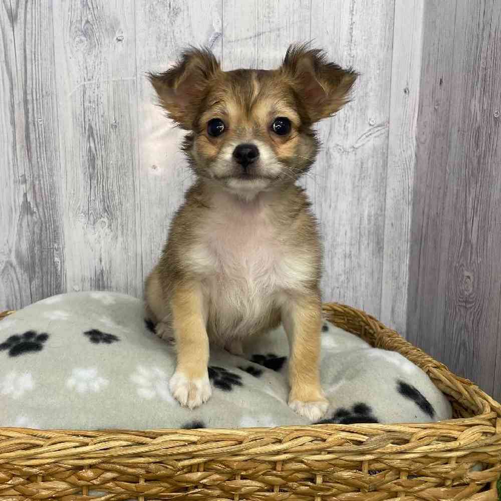 Male Chihuahua Puppy for Sale in Saugus, MA