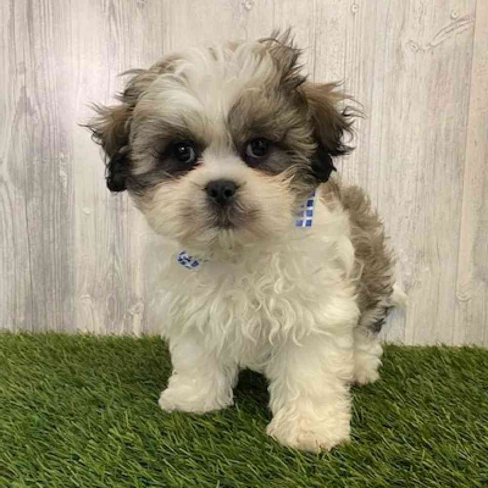 Male Malshi Puppy for sale