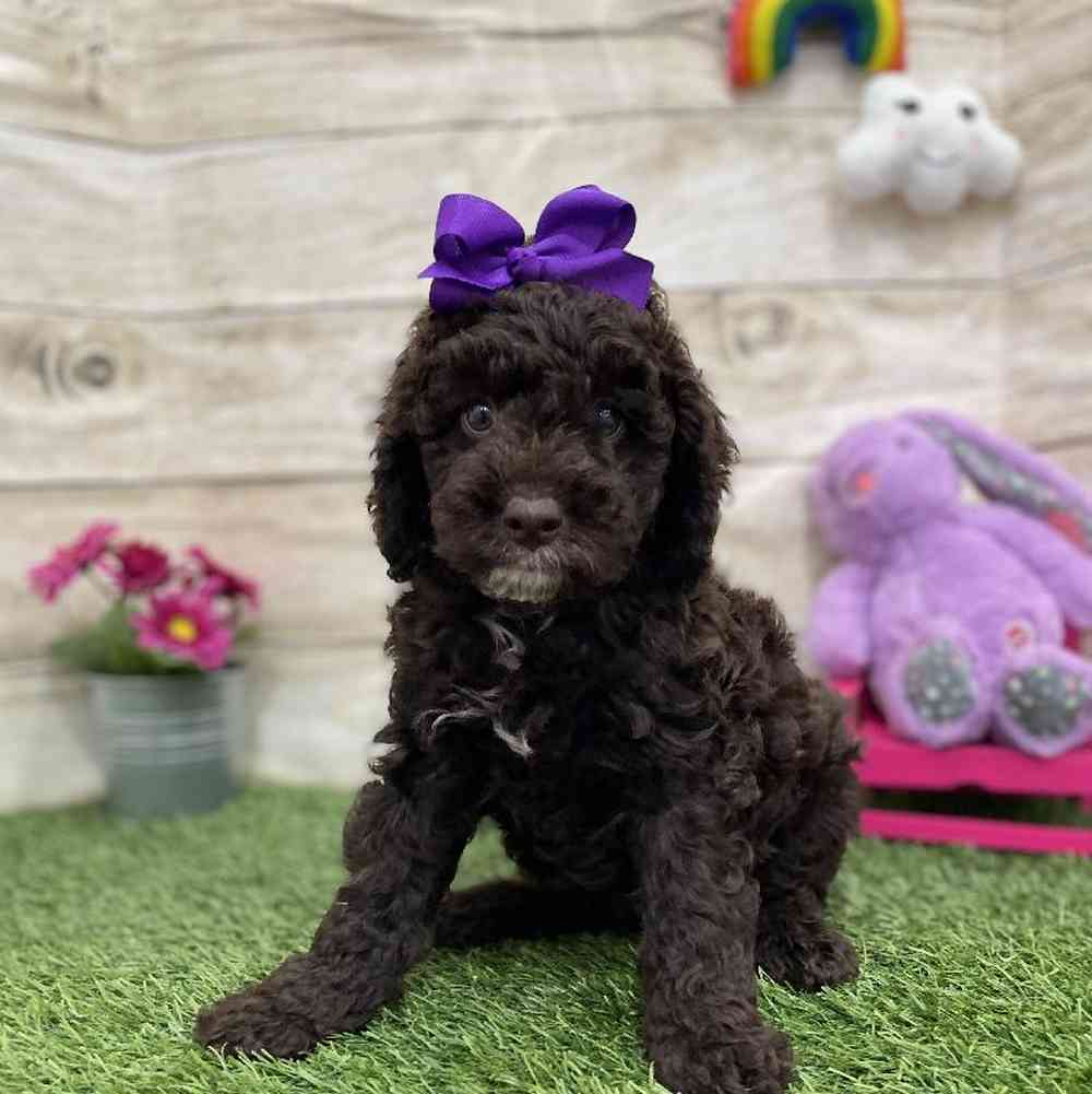 Female Mini Labradoodle 2nd Gen Puppy for Sale in Braintree, MA