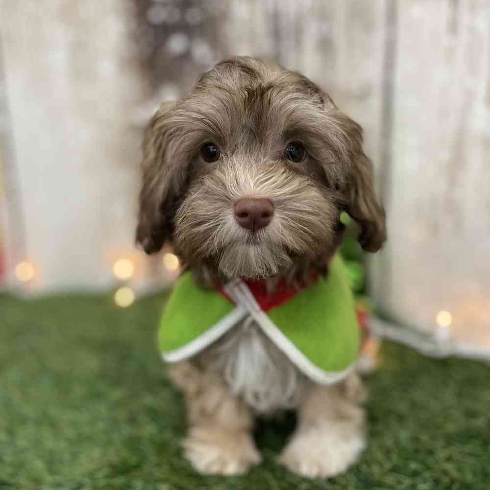 Male Havanese Puppy for Sale in Braintree, MA