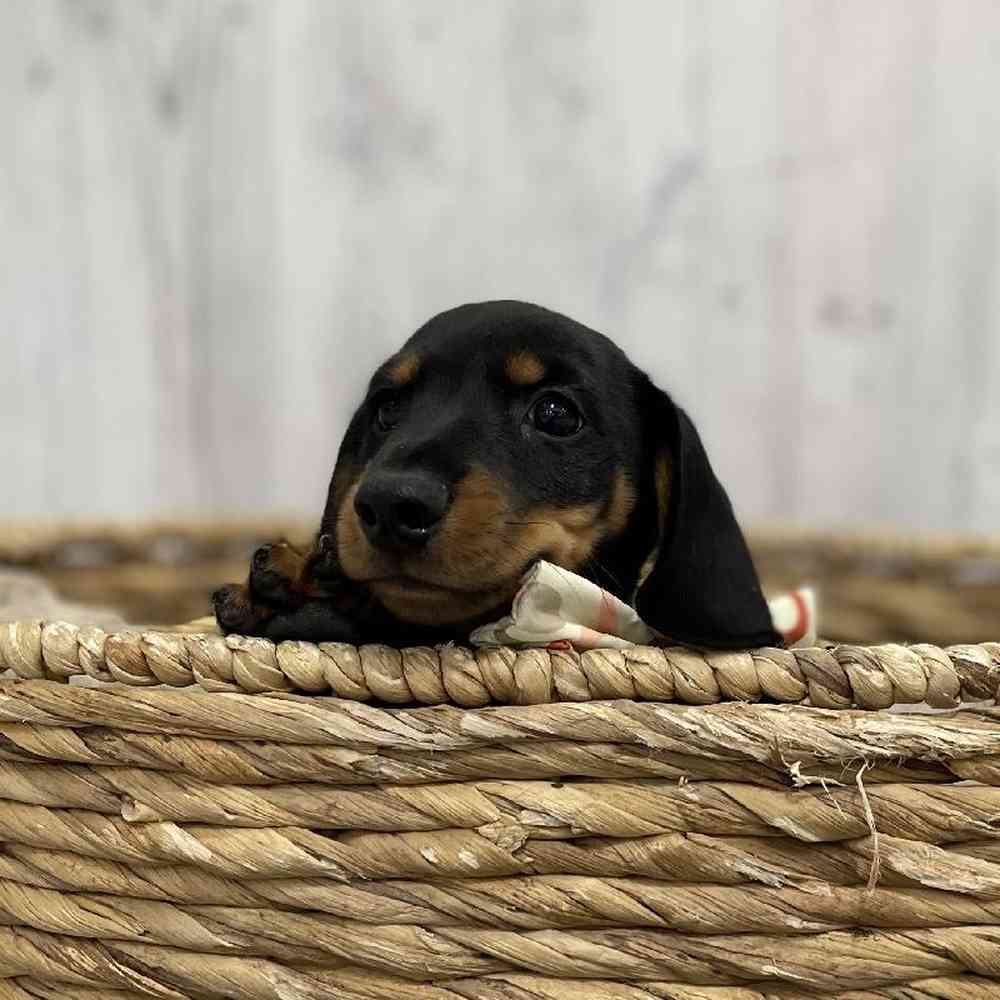 Male Dachshund Puppy for Sale in Braintree, MA