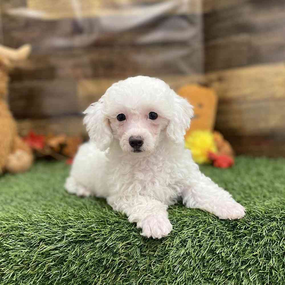 Male Poodle Toy Puppy for Sale in Braintree, MA