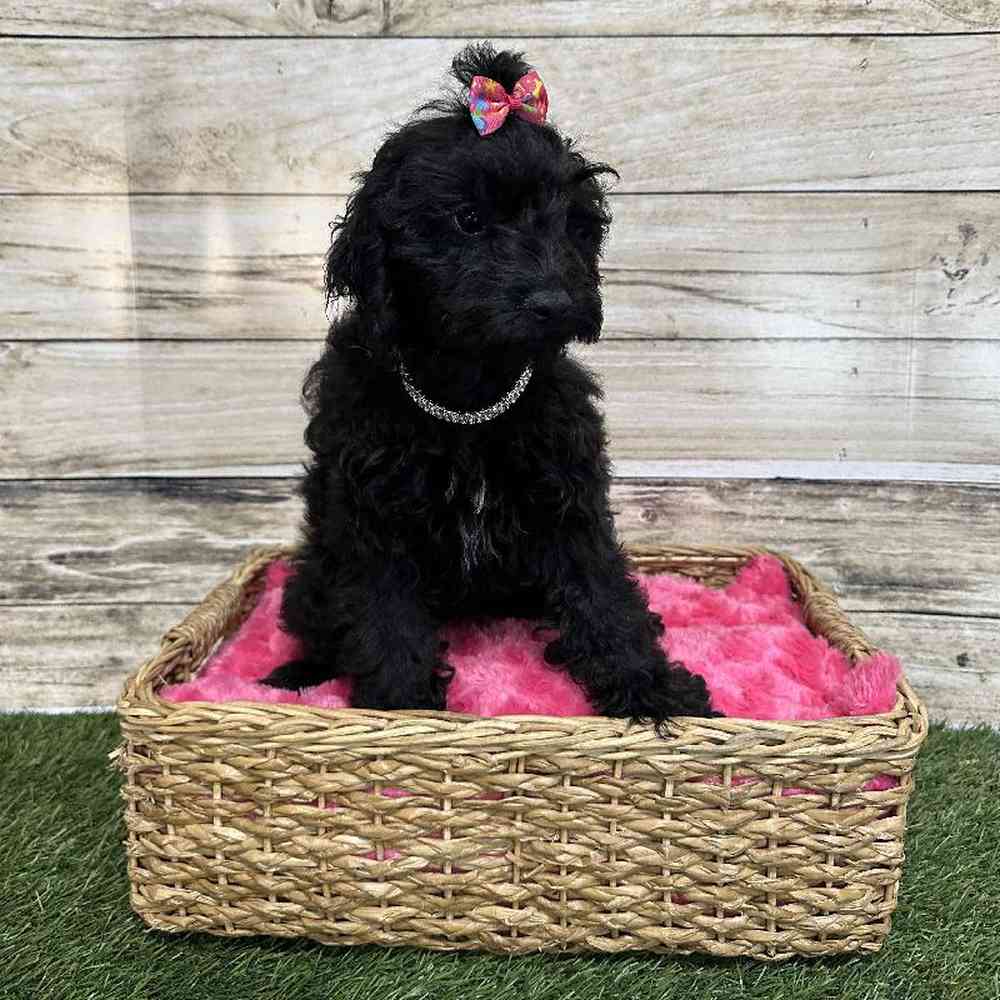 Female Cockapoo 2nd Gen Puppy for Sale in Saugus, MA