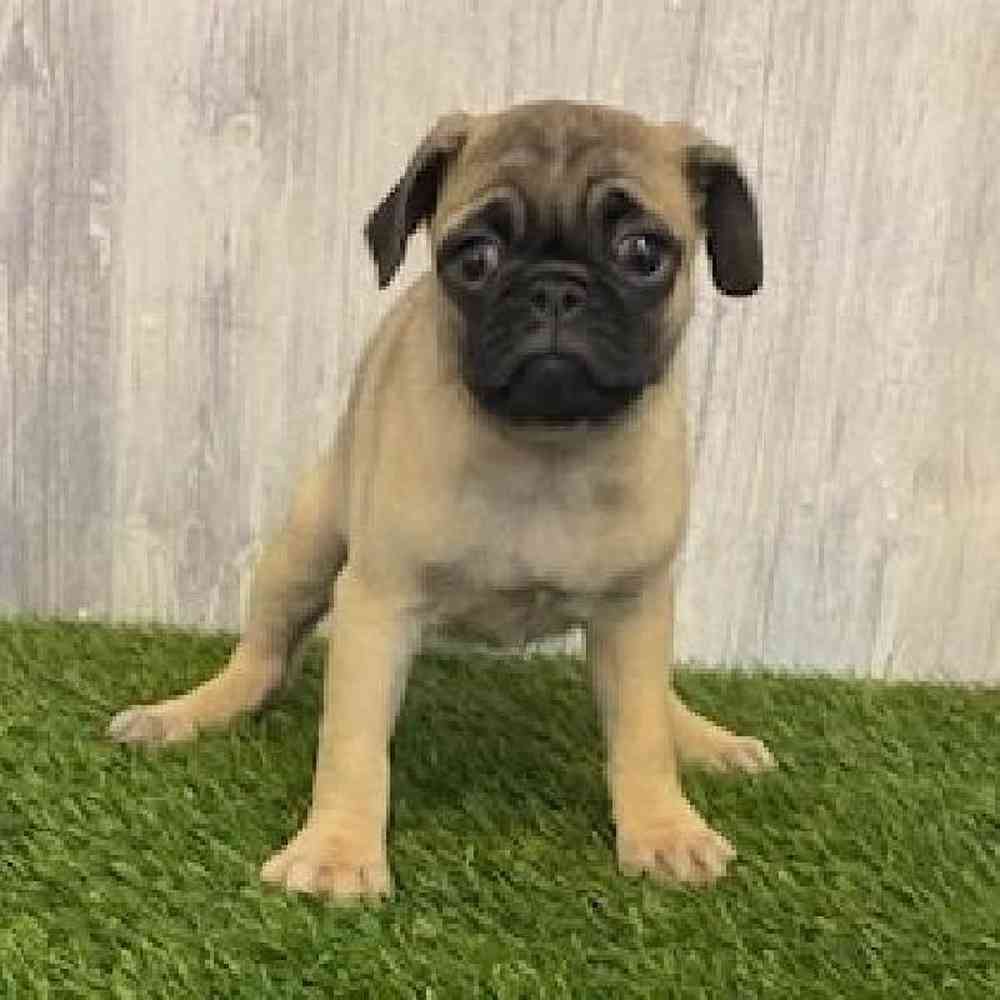 Female Pug Puppy for sale