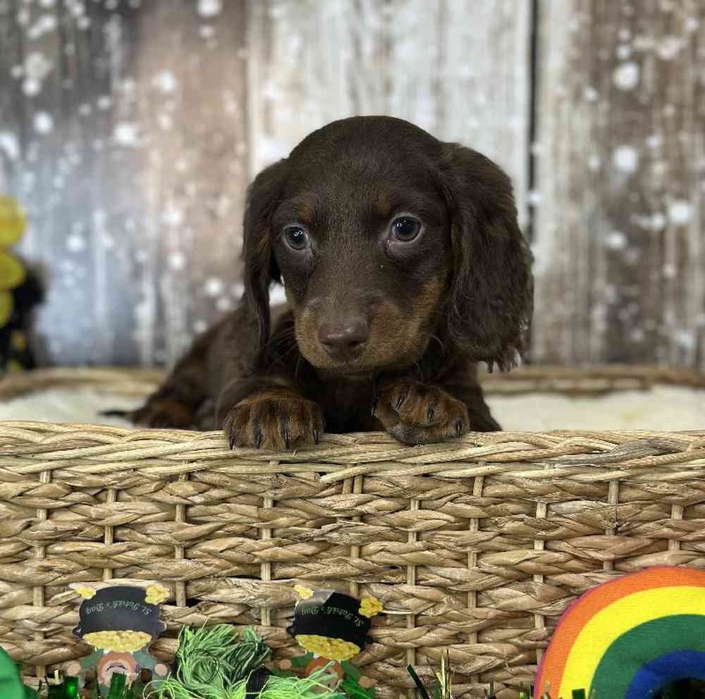 Male Dachshund Puppy for Sale in Saugus, MA