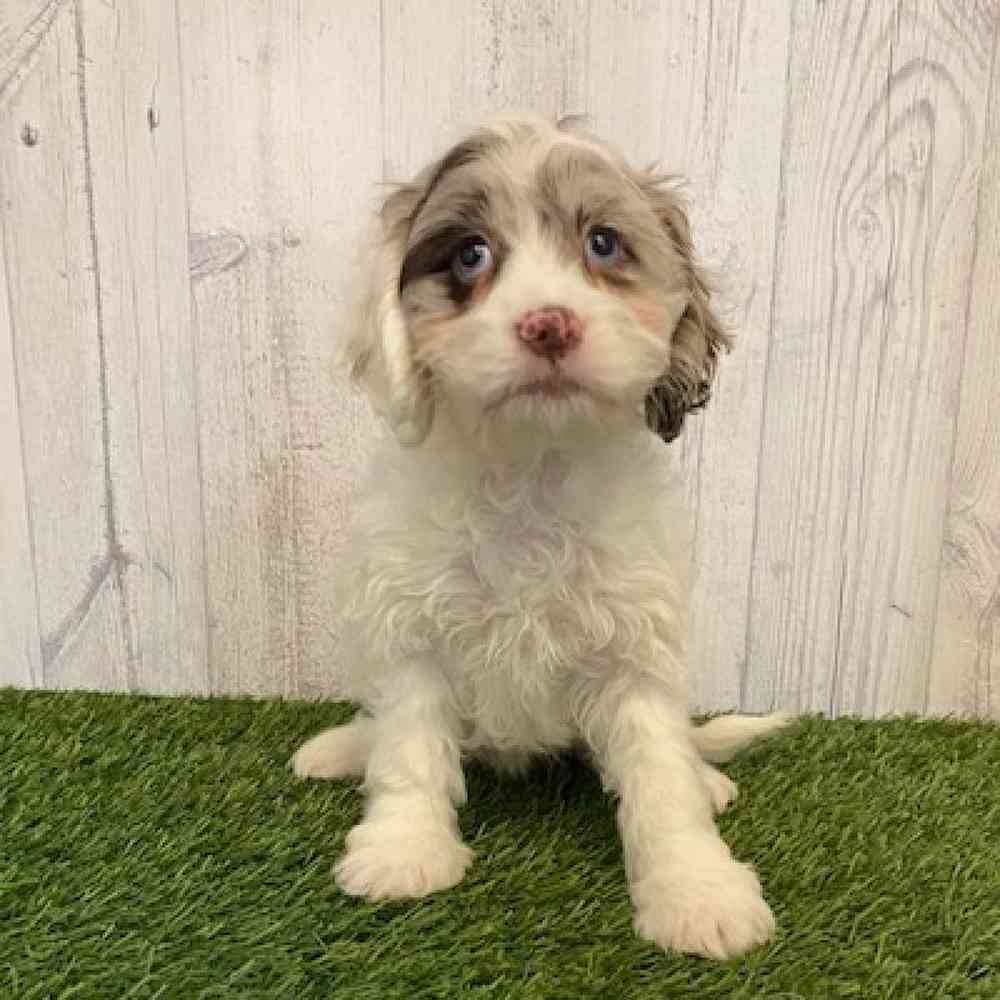 Female Cockapoo Puppy for sale