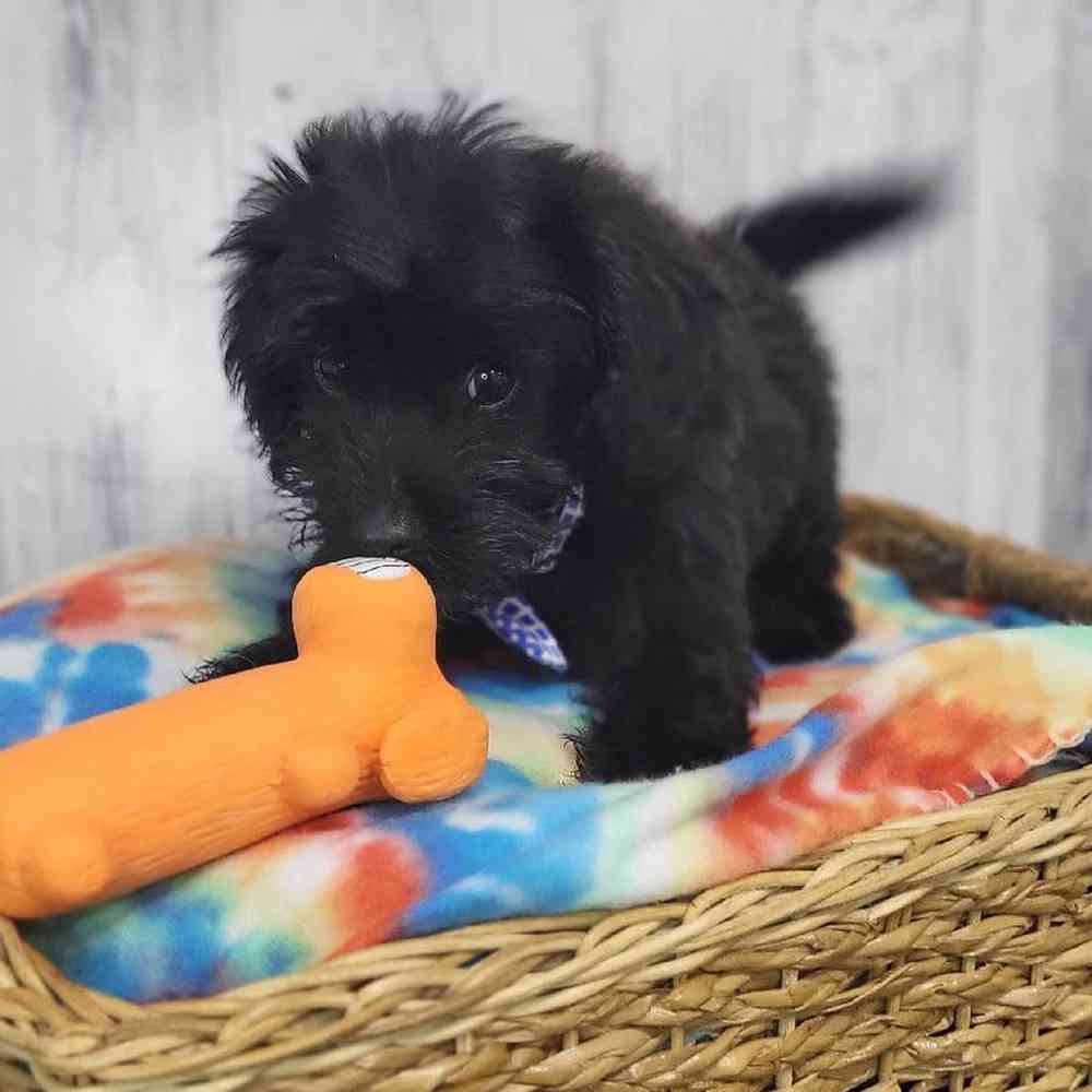 Male Papi-Poo Puppy for Sale in Saugus, MA