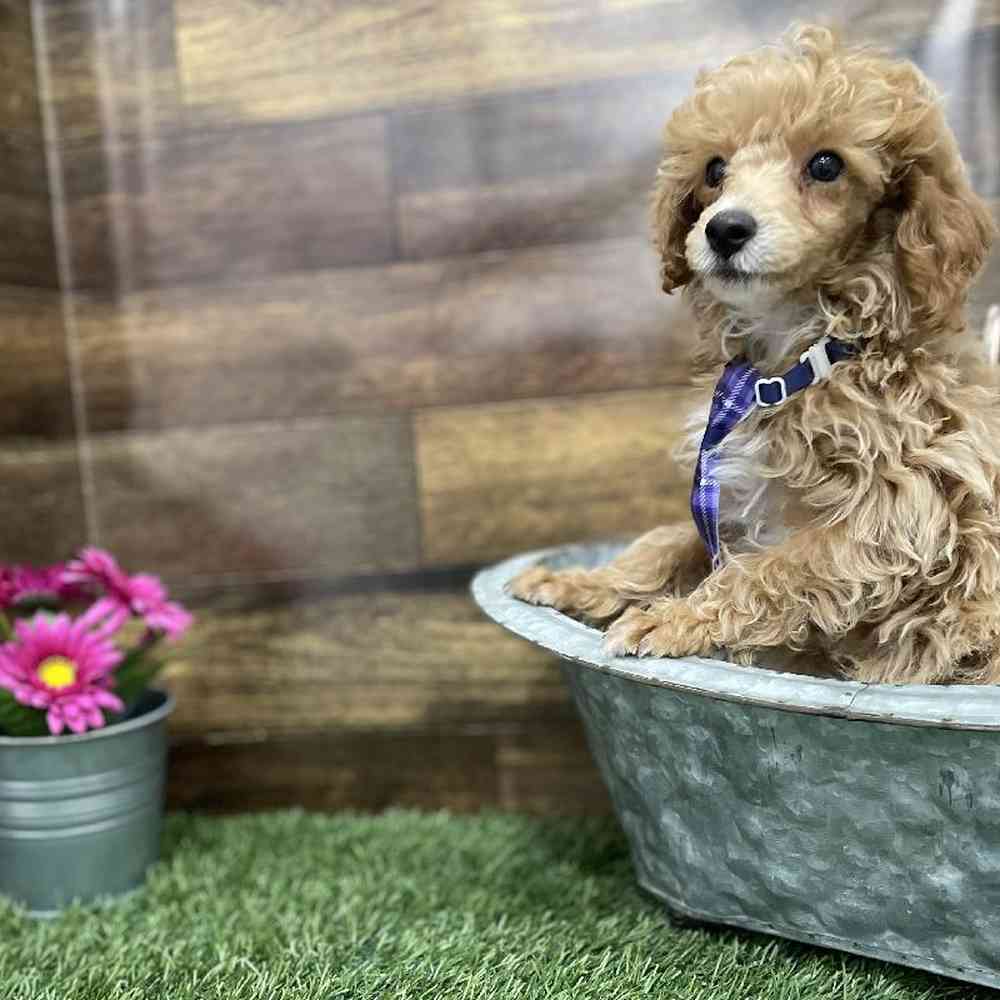 Male Poodle Toy Puppy for Sale in Braintree, MA