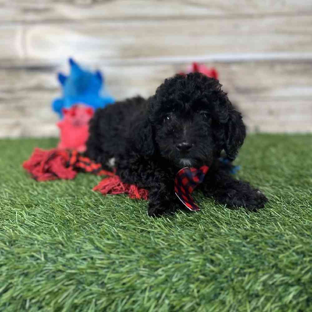 Male Poodle (MINI) Puppy for Sale in Saugus, MA