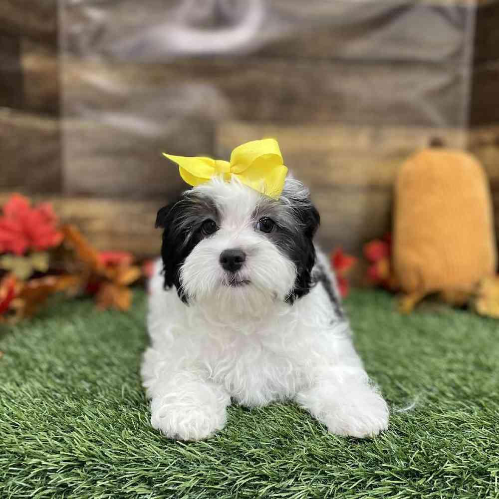 Female Lhasa-Poo Puppy for Sale in Braintree, MA