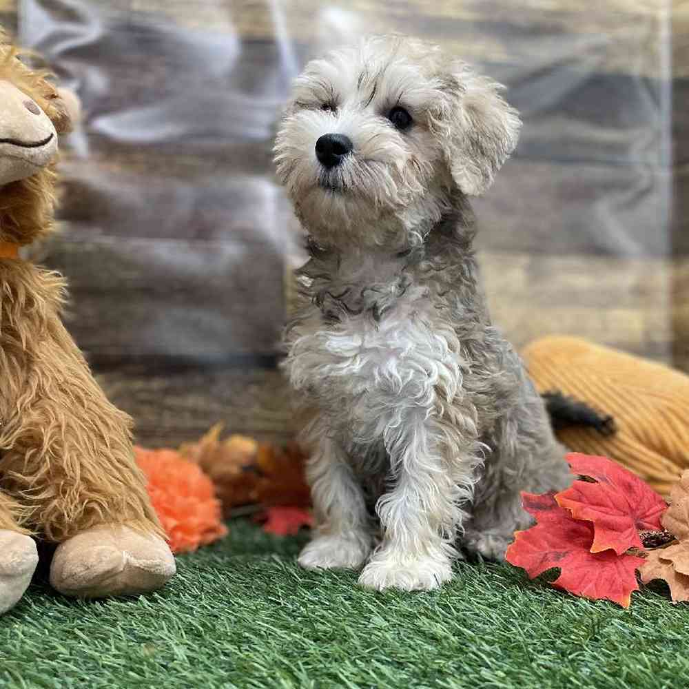 Male Schnoodle Puppy for Sale in Braintree, MA