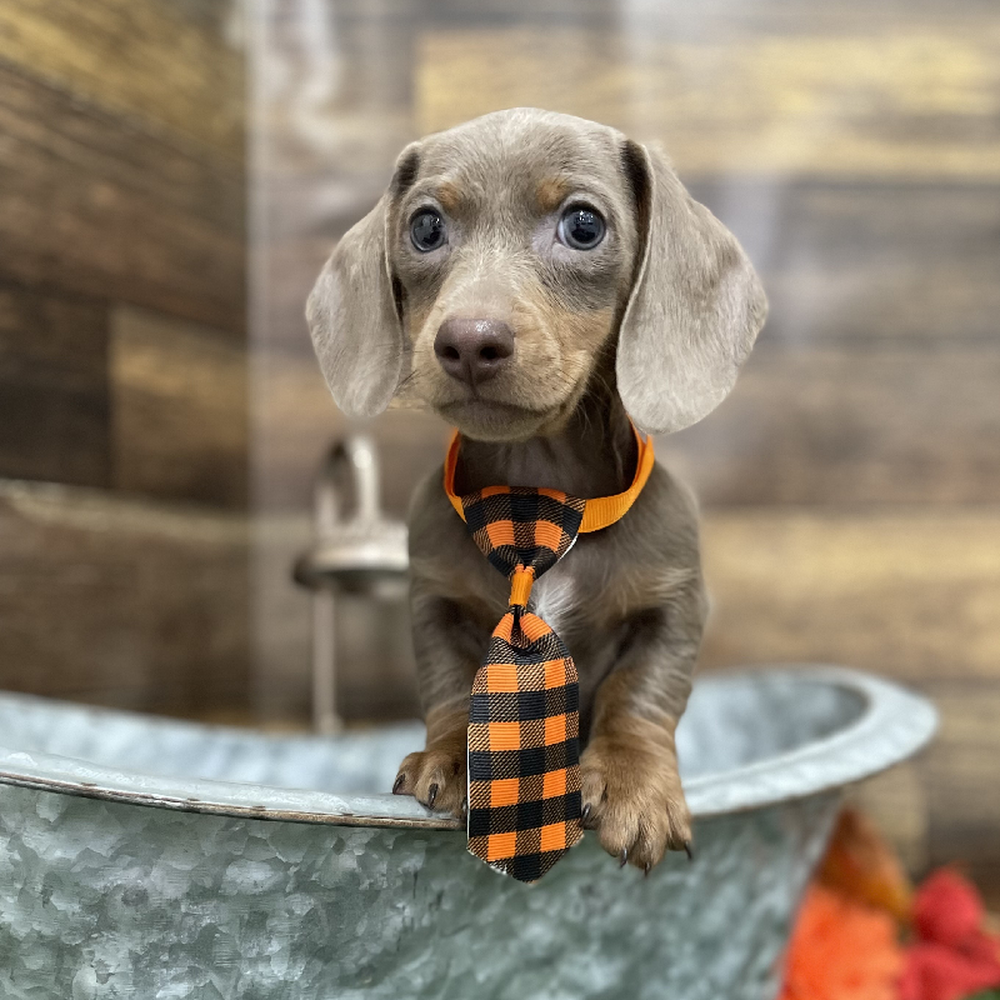 Male Dachshund Puppy for Sale in Braintree, MA