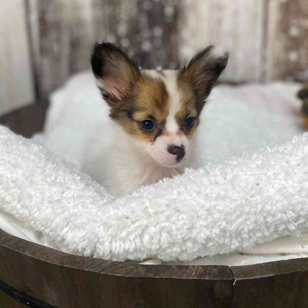Female Papillon Puppy for Sale in Saugus, MA