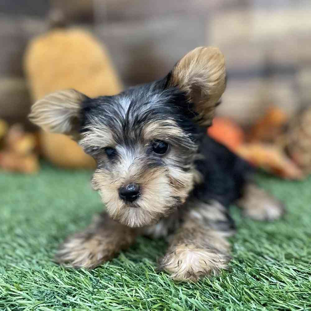 Male Yorkshire Terrier Puppy for Sale in Braintree, MA