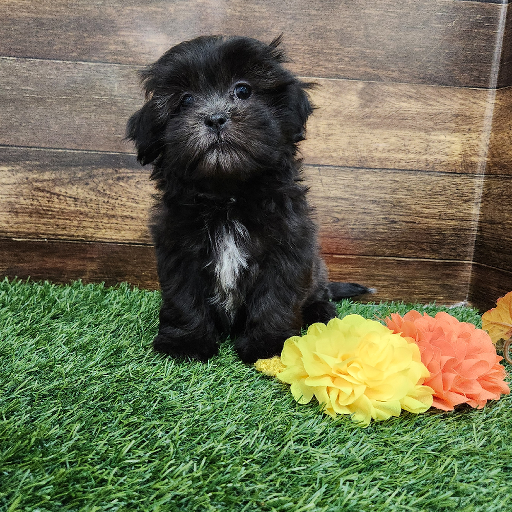 Female Malshi Puppy for Sale in Braintree, MA