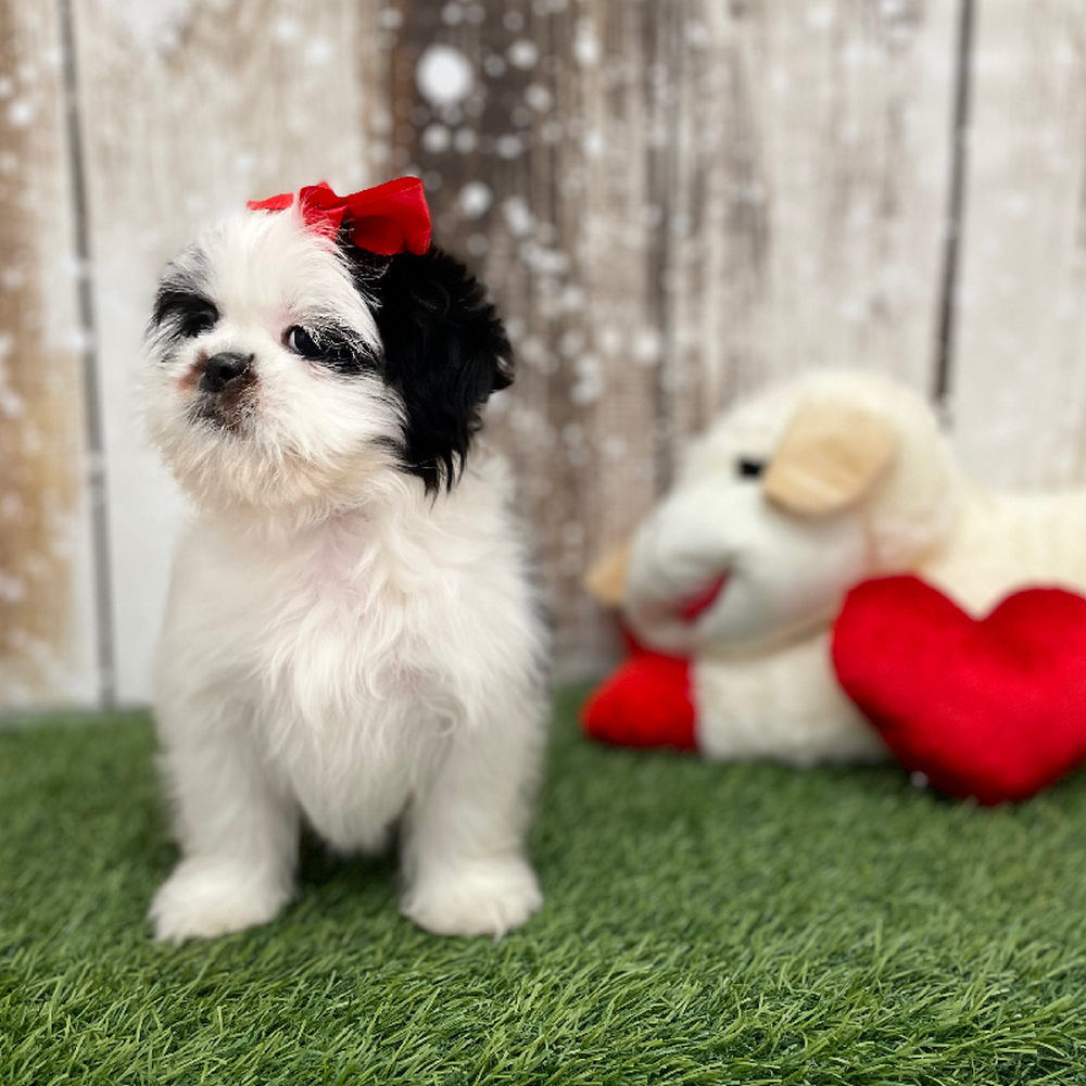 Female Shih Tzu Puppy for Sale in Braintree, MA