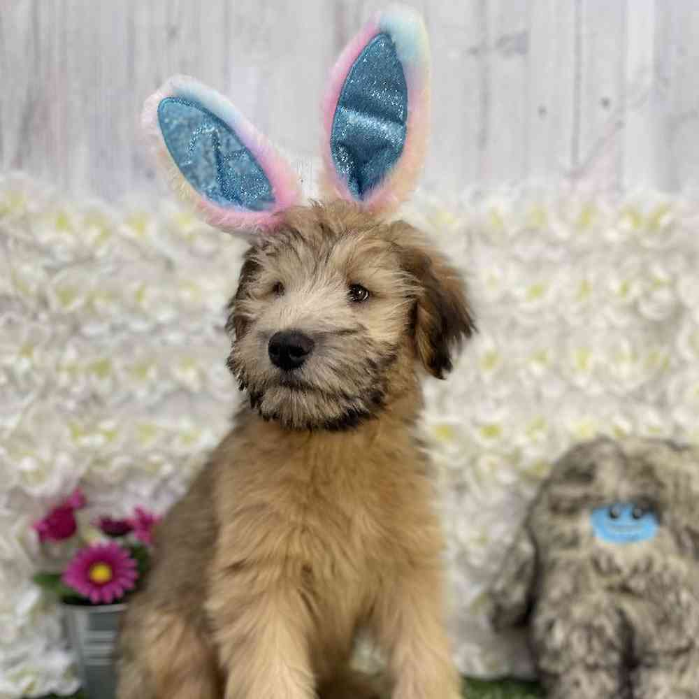 Male Soft Coated Wheaten Terrier Puppy for Sale in Braintree, MA