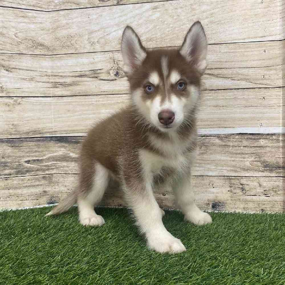 Male Huskimo Puppy for Sale in Saugus, MA