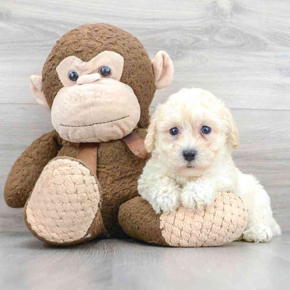 poochon-robin-5737465099818030.jpg