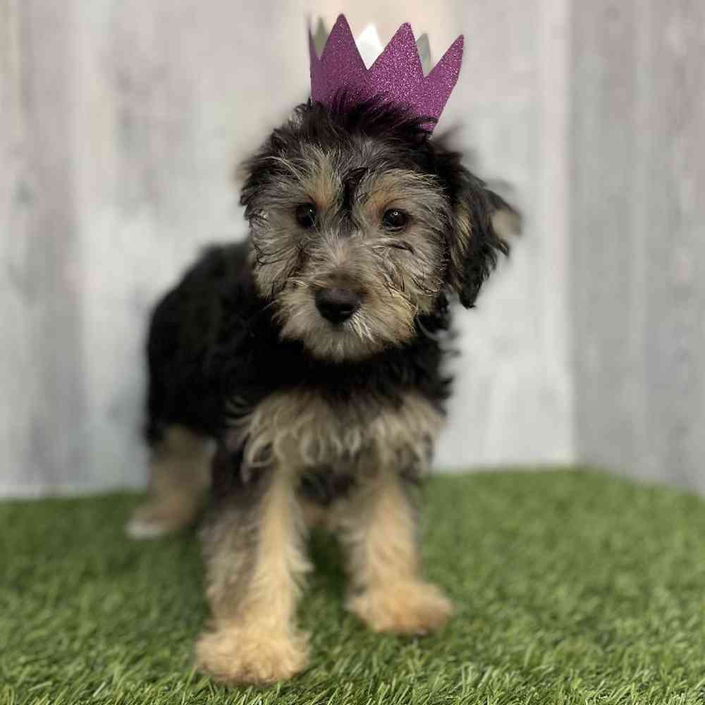 Female YoChon-Poo Puppy for sale