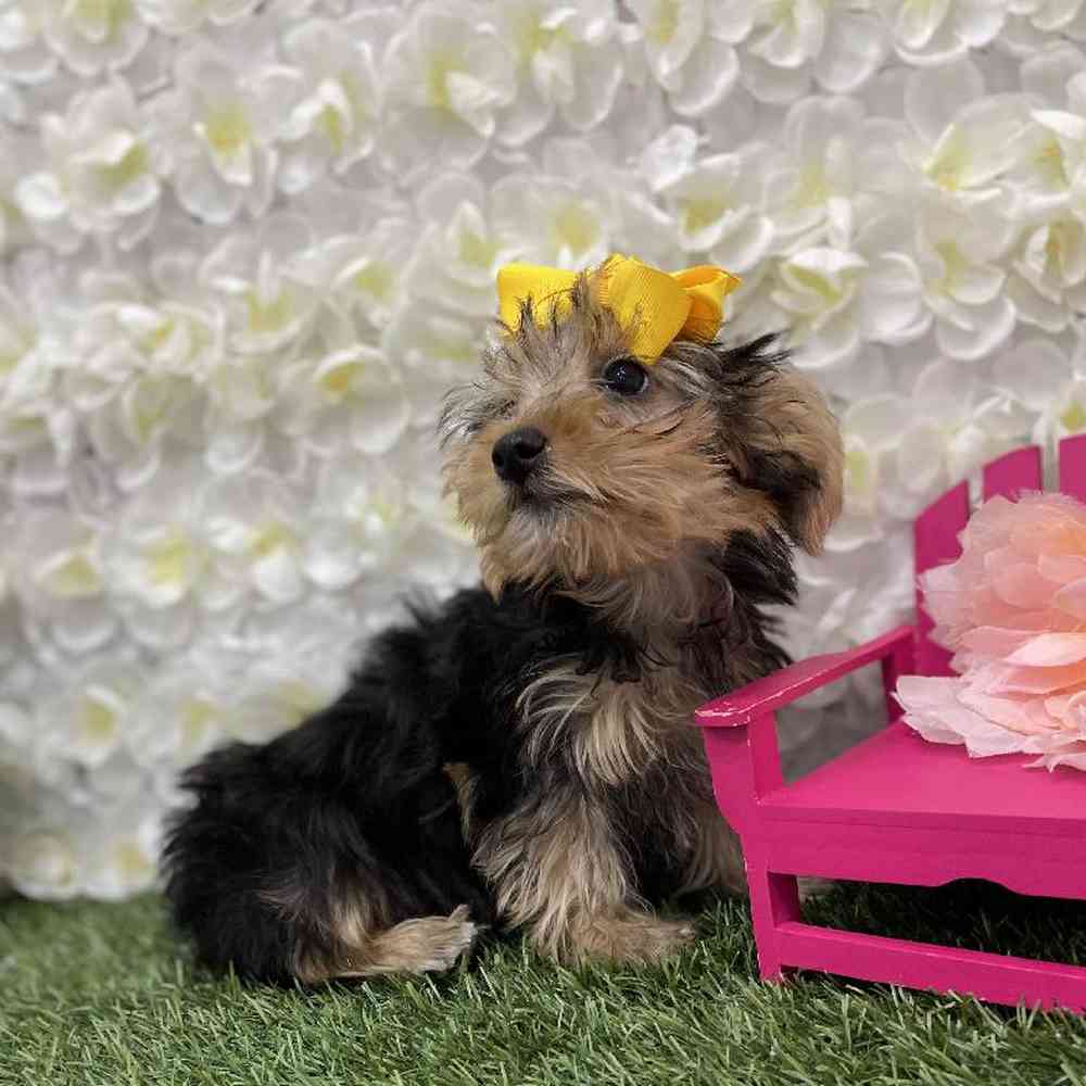 Male Yorkshire Terrier Puppy for Sale in Braintree, MA