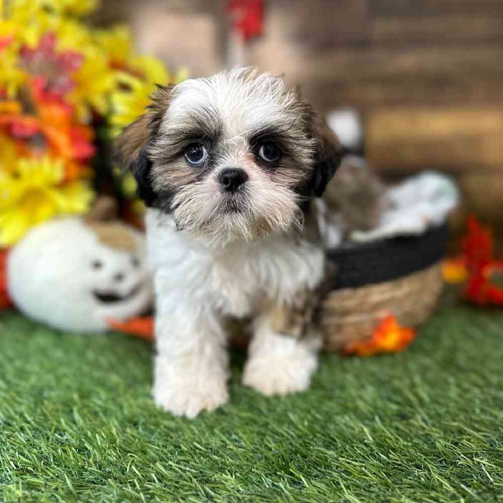 Female Shih Tzu Puppy for Sale in Saugus, MA