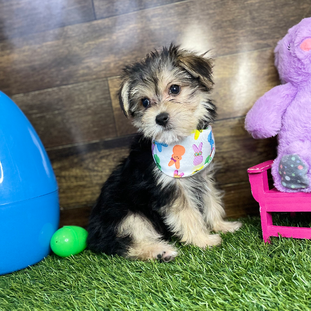 Male Morkie Puppy for Sale in Braintree, MA
