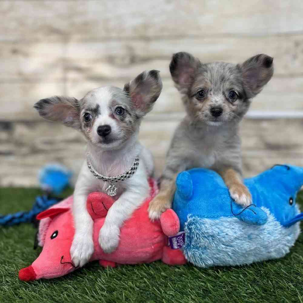 Female Chihuahua Puppy for Sale in Saugus, MA