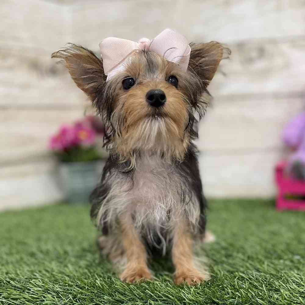Female Yorkshire Terrier Puppy for Sale in Braintree, MA