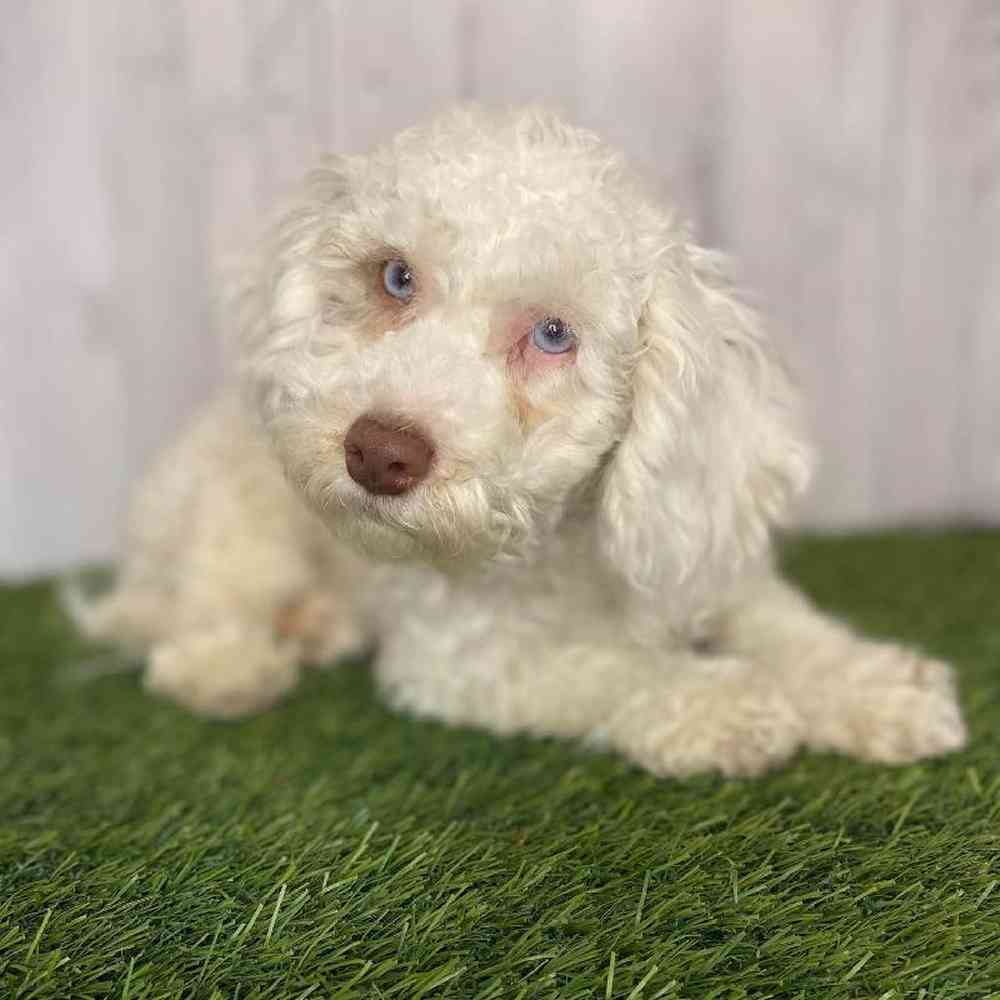 Male Cockapoo Puppy for Sale in Saugus, MA