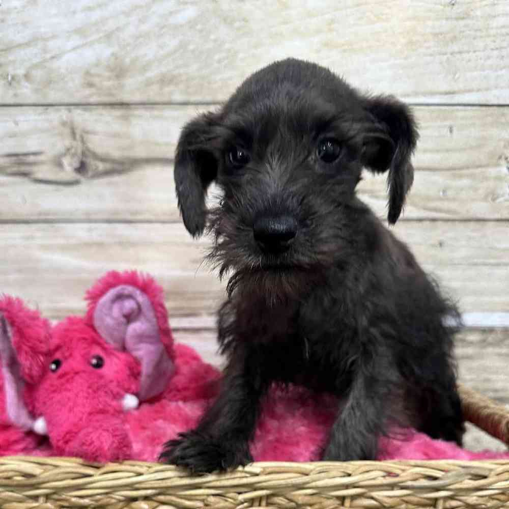 Female Miniature Schnauzer Puppy for Sale in Saugus, MA