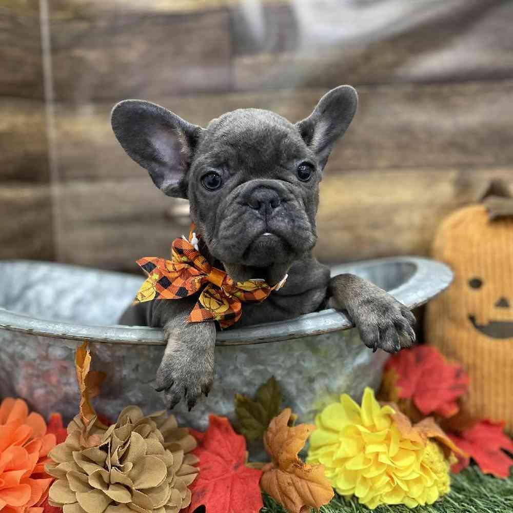 Male French Bulldog Puppy for Sale in Braintree, MA