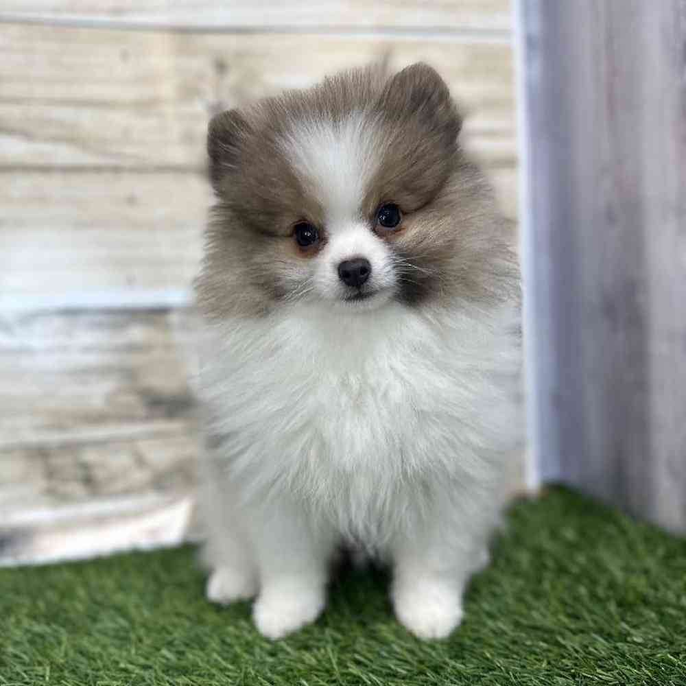 Male Pomeranian Puppy for Sale in Saugus, MA
