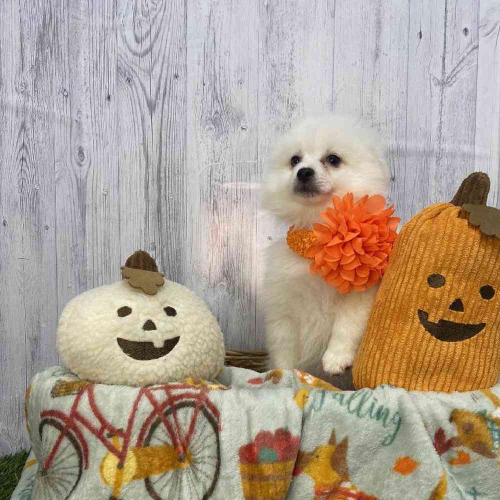 Female American Eskimo Puppy for Sale in Saugus, MA
