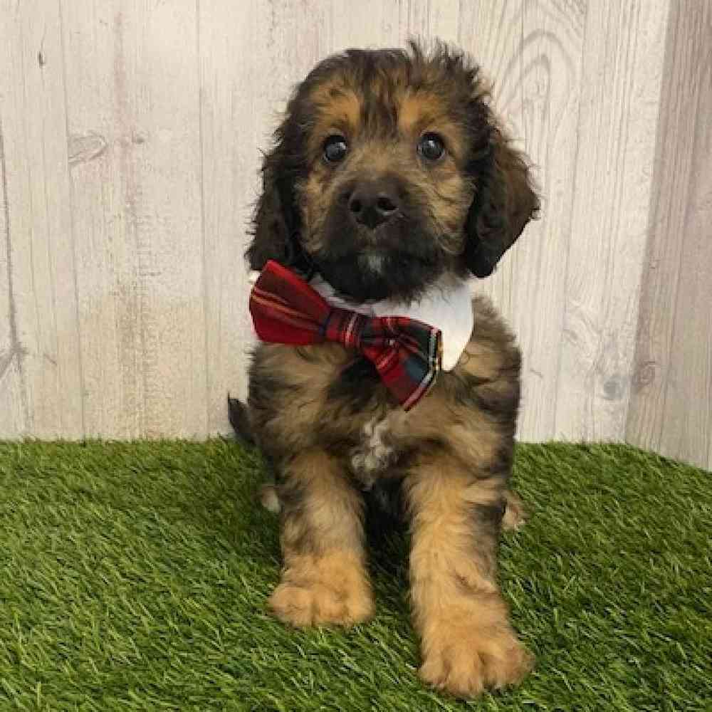 Male Mini Goldendoodle 2nd Gen Puppy for sale