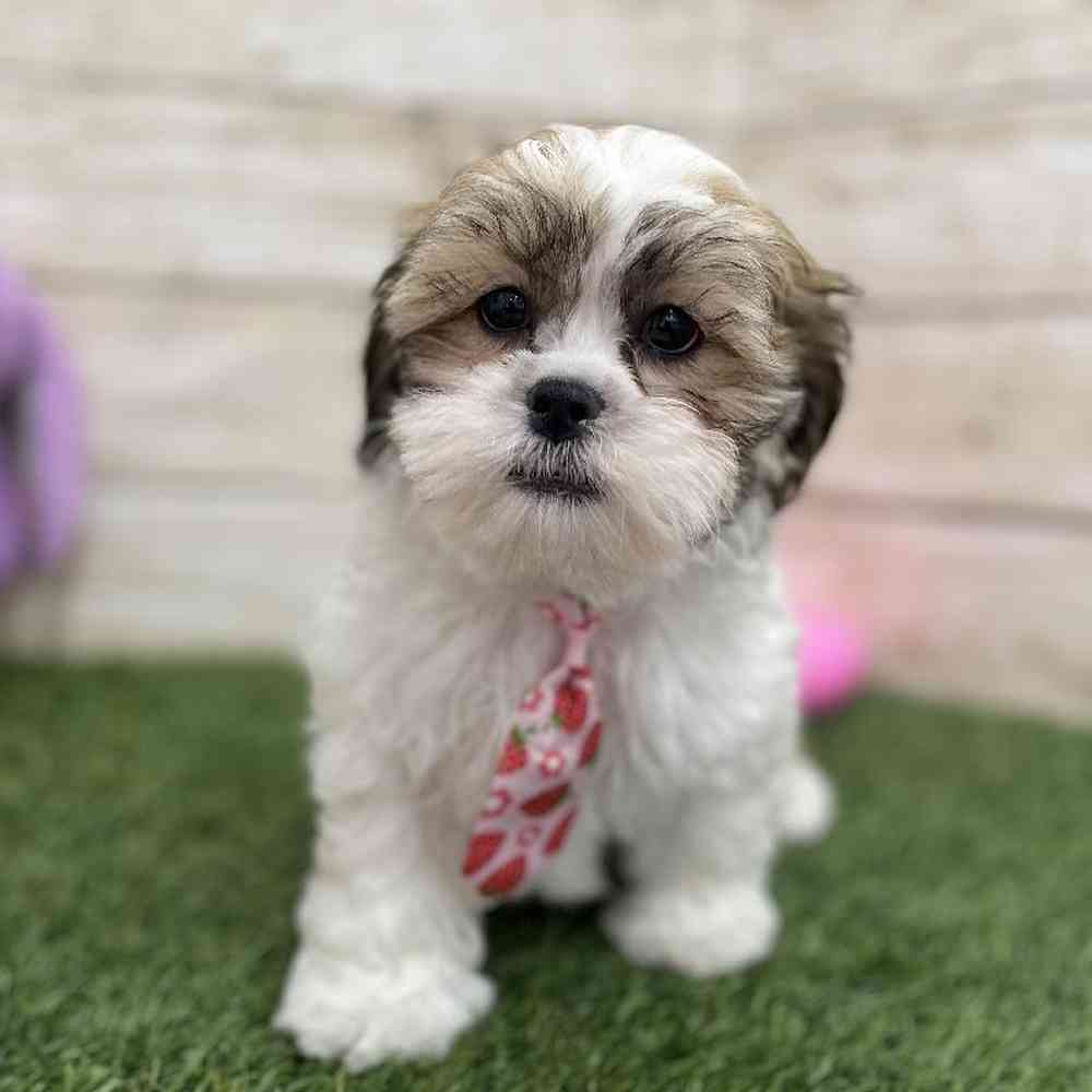 Male Teddy Bear (Zuchon) 2nd Gen Puppy for Sale in Braintree, MA