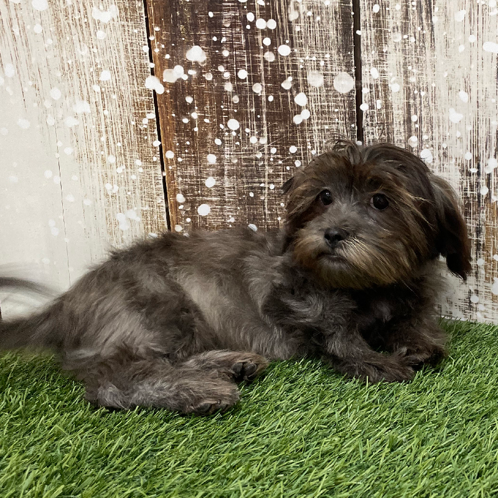 Female Malshi Puppy for Sale in Braintree, MA