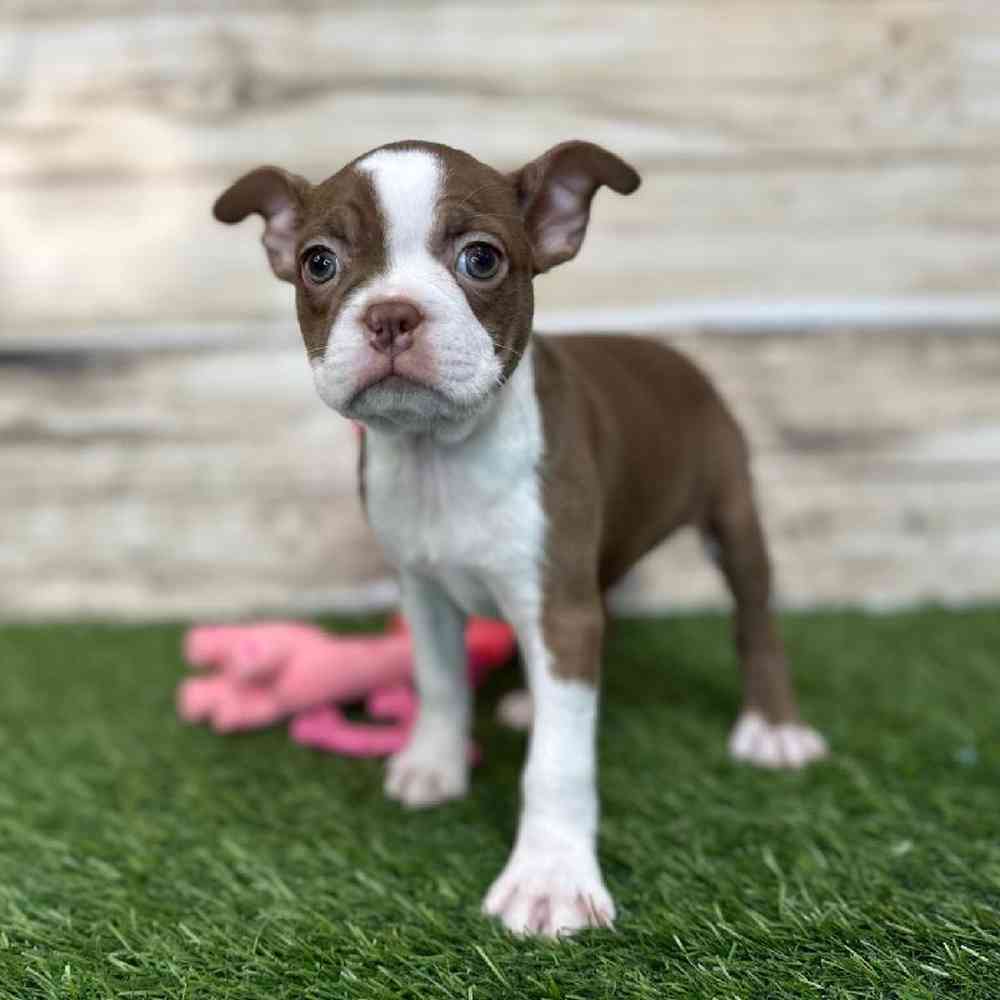 Female Boston Terrier Puppy for Sale in Saugus, MA