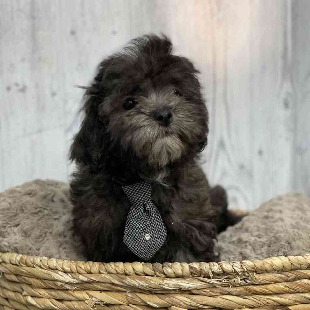 Male Shipoo Puppy for sale