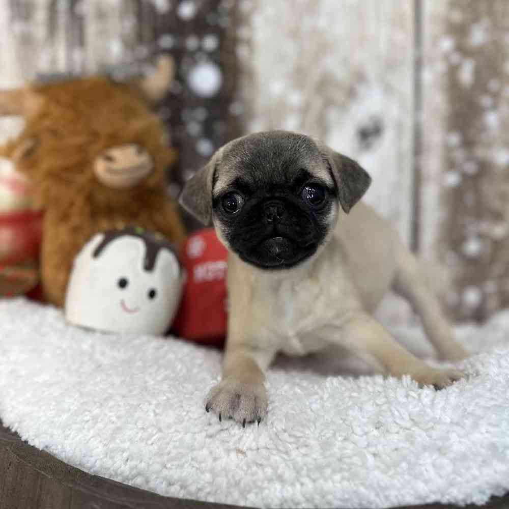 Female Pug Puppy for Sale in Saugus, MA