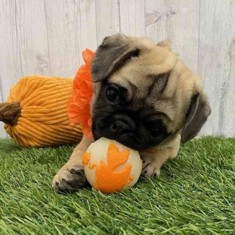 Female Pug Puppy for Sale in Braintree, MA