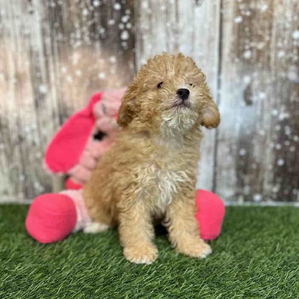 Female Poodle Toy Puppy for Sale in Saugus, MA
