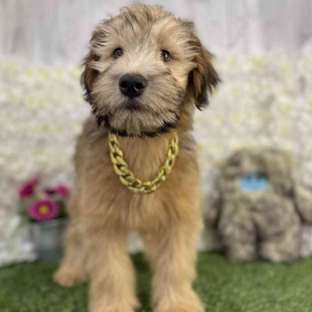 Male Soft Coated Wheaten Terrier Puppy for Sale in Braintree, MA