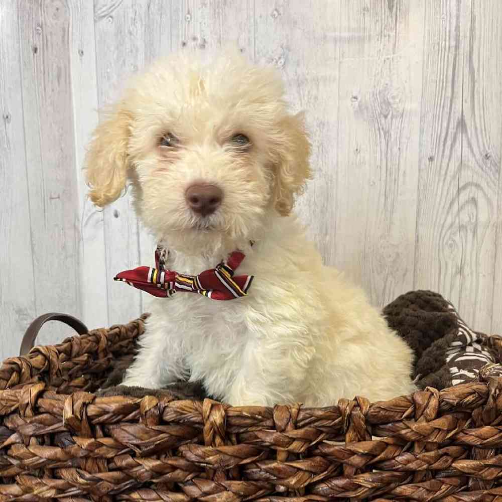 Male Mini Labradoodle 2nd Gen Puppy for sale