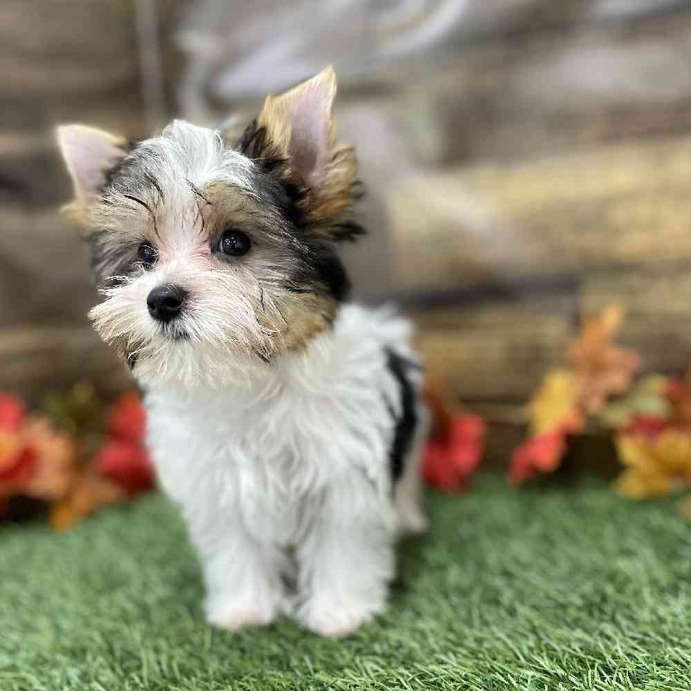 Female Yorkshire Terrier Puppy for Sale in Braintree, MA