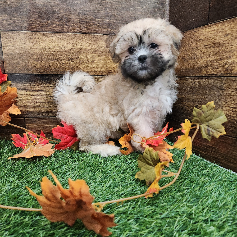 Male Malshi Puppy for Sale in Braintree, MA